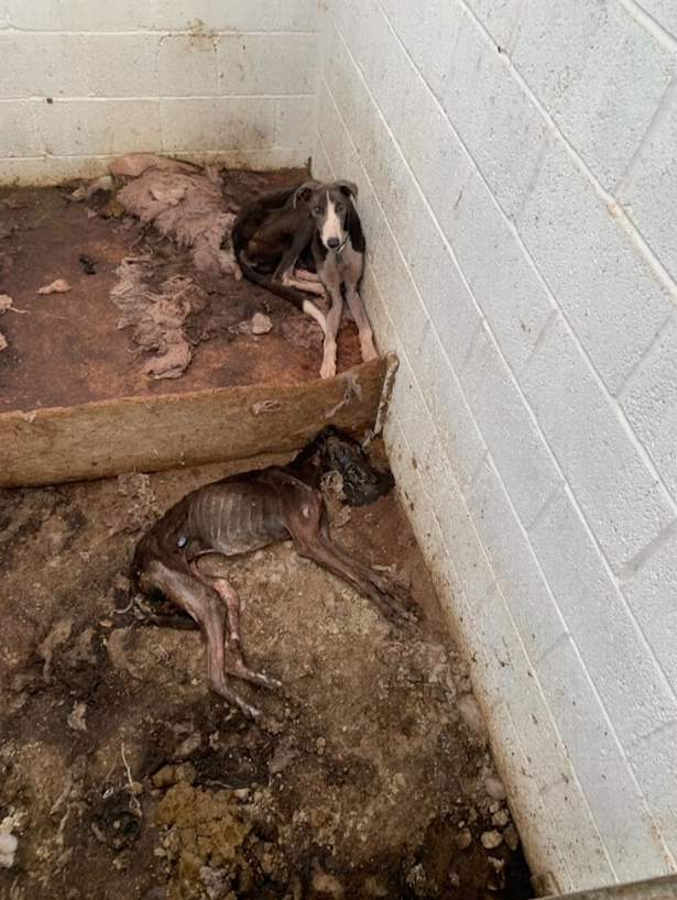 AdoptionsUk's tweet photo. WARNING DISTRESSING ‼️Please retweet,  Rebecca Perkins #BURTONFLEMING #YORKSHIRE #UK  
Rebecca Perkins #BURTONFLEMING #YORKSHIRE #UK  Summer 2023 -JAILED✅   A Greyhound Trainer with 17 years experience received  a sentence of 36 weeks in jail - she actually served much less. Inspectors in an unannounced visit found 30 emaciated dogs living alongside dead dogs, upsetting images.   
DETAILS 👇
https://t.co/b9jdydhJ4T
#greyhounds #Greyhound #LisaNandy #Labour #animalcruelty @HopeRescue @SeniorStaffy #AdoptDontShop @gsrescueelite @JacquiSaid @Dogs4Rescue @AllDogsMatter @themayhew #dogs #cats #pets #England #Wales #Scotland #dog #adoptdontshop #Rescuedogs @domdyer70 @MissingPetsGB @DogLost_UK @BritishVets @millypod1 @missingdogwales @RoyalFamily @RSPCA_official @The_Blue_Cross @NickDixonITV @EamonnHolmes @DailyMirror @APDAWG1 @DefraGovUK @ConservativeAWF @UKLabour @Keir_Starmer @AngelaRayner @LibDems @liamgallagher @lorraine @thismorning @P_Wicks01 @AlisonHammond @JaneFallon @rickygervais @clarebalding @CatherineFookes
#London @GMB @AnimalAid @RoyalFamily @BBCNews @missgemcollins @itvnews @wearefordogs @syptweet @SteveReedMP @RosieDuffield1 @andreajenkyns @marcthevet