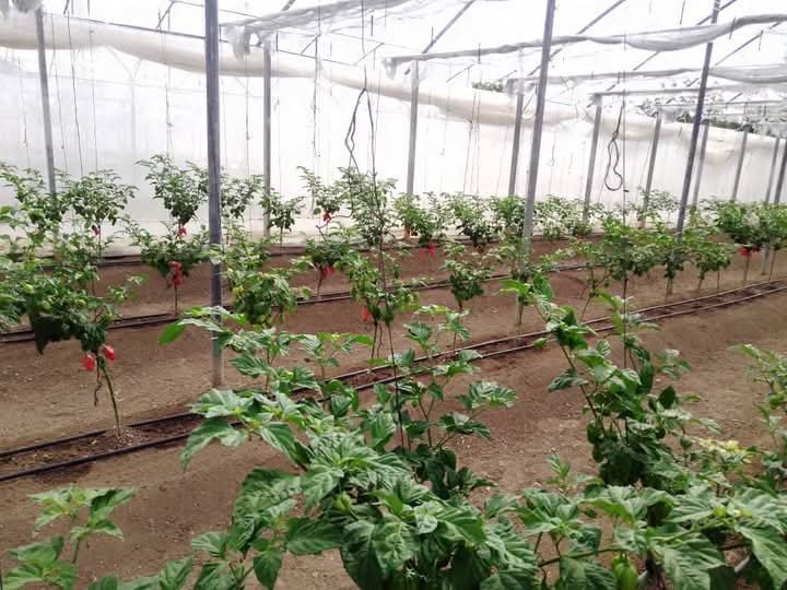 lademajagua's tweet image. Visita Presidente cubano 
@DiazCanelB
 municipio de #Pilón en #ProvinciaGranma. En la comunidad La Pesquera se interesó por el Módulo de cultivo protegido. 
Desde este lugar se exporta la especie ají chile Habanero.
@YudelkisOrtizB
 
@YanetsyTerry

#ProvinciaGranma
