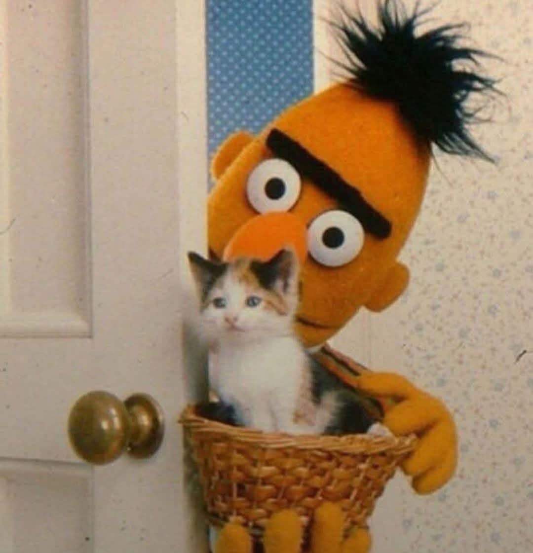 Yo mostrando a todos lo lindo que es mi gato (nadie pidió verlo)