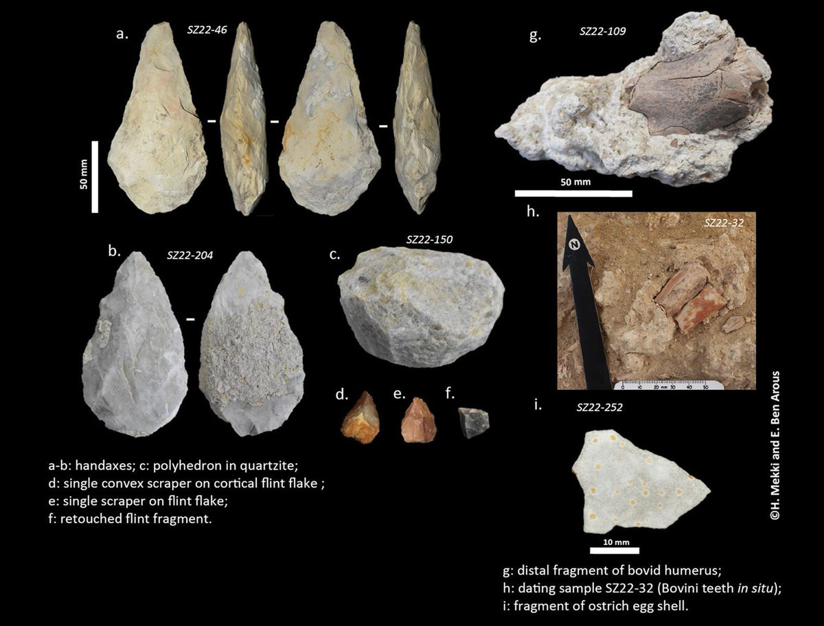 🅰ntiquity Journal (@antiquityj) on Twitter photo NEW North Africa is a key location in human evolution. A new project explores the transition from Acheulean to Middle Stone Age at Sidi Zin, Tunisia, shedding light on the poorly-understood disappearance of Homo erectus and emergence of Homo sapiens.
🆓 doi.org/10.15184/aqy.2… NEW North Africa is a key location in human evolution. A new project explores the transition from Acheulean to Middle Stone Age at Sidi Zin, Tunisia, shedding light on the poorly-understood disappearance of Homo erectus and emergence of Homo sapiens.
🆓 doi.org/10.15184/aqy.2…