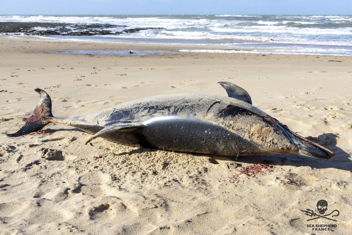 SeaShepherdFran's tweet photo. Opération Dolphin Bycatch : Il n’aura pas fallu longtemps pour constater sur les plages les conséquences de la réouverture de la pêche. À peine quelques jours après, notre équipe vient de retrouver un premier dauphin échoué à Bretignolles-sur-Mer : une femelle adulte de 2 mètres avec des traces de filets sur les nageoires et le rostre. Avant-hier, c’est un autre dauphin, dont la nageoire caudale a été tranchée, qui a été signalé à Mimizan par l'une de nos sympathisantes.

Le dauphin retrouvé par nos bénévoles a été exposé au grand public hier à La Rochelle.
Les traces de filets sont bien visibles sur ces images.

#OpérationDolphinBycatch
