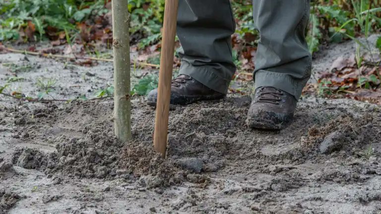 Walter van Dijk (@wvdvvdzeist) on Twitter photo In het kader van het project Klimaatslim Bosbeheer gaan dit voorjaar ruim 4.000 jonge bomen en struiken de grond in binnen de boswachterij Austerlitz. Ruimhartig gesponsord door de verkoop van MTB vignetten: mtb-utrechtseheuvelrug.nl monumentaal.com/4-000-bomen-vo… <a href="/gemeentezeist/">Gemeente Zeist</a> In het kader van het project Klimaatslim Bosbeheer gaan dit voorjaar ruim 4.000 jonge bomen en struiken de grond in binnen de boswachterij Austerlitz. Ruimhartig gesponsord door de verkoop van MTB vignetten: mtb-utrechtseheuvelrug.nl monumentaal.com/4-000-bomen-vo… <a href="/gemeentezeist/">Gemeente Zeist</a>