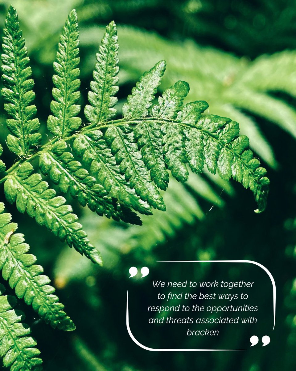 Priority issue: A ticking time bomb

At The Heather Trust, we continue to advocate for sustainable bracken management, working with stakeholders through the Bracken Control Group and sharing best practices via events and site visits.
 
Read our blog:
bit.ly/BrackenManagem…