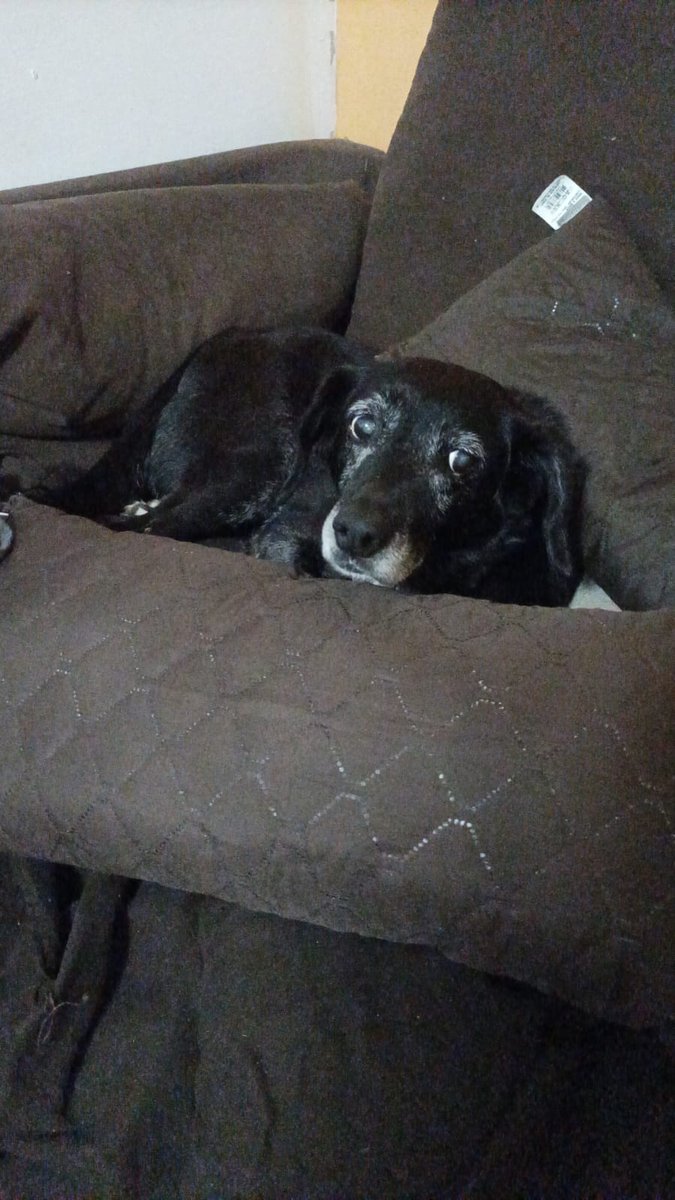 as laycee, so gaycee tweet media