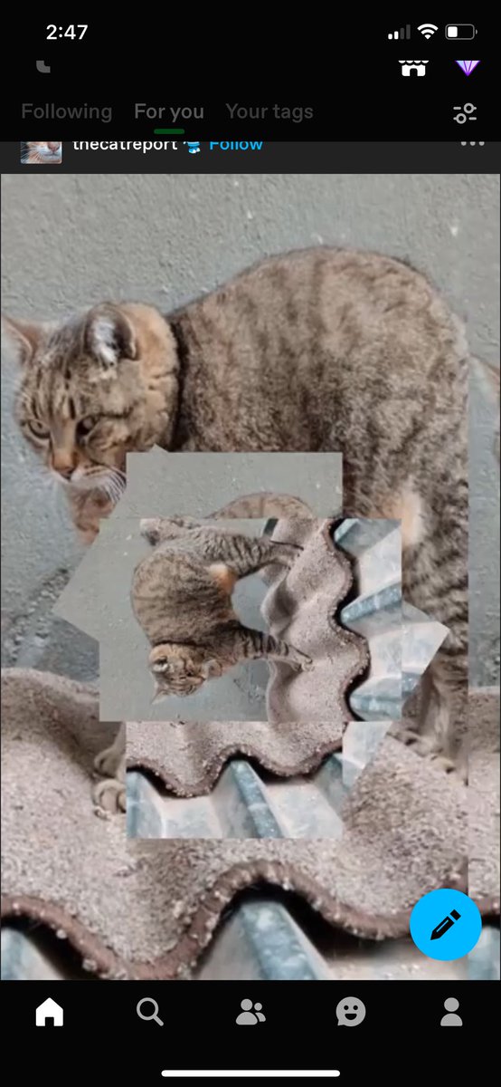 MyManCam's tweet photo. This week it’s the cat report https://t.co/wdAkJiY7p4