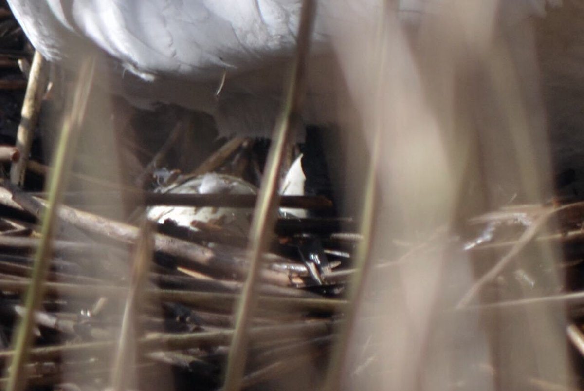 SwanwatchUk's tweet photo. #Spring in #Staffordshire #Cootstudy 27 rings logged
9 #Coot Nests recorded today at Westport Lake Longport 6 of those nests had colour rings on there legs
Happy days !
Also found a Moorhen Nest , mute Swan Nest with 3 eggs laid so far & Canda goose looking for a nest site https://t.co/7oCHXOnFK2