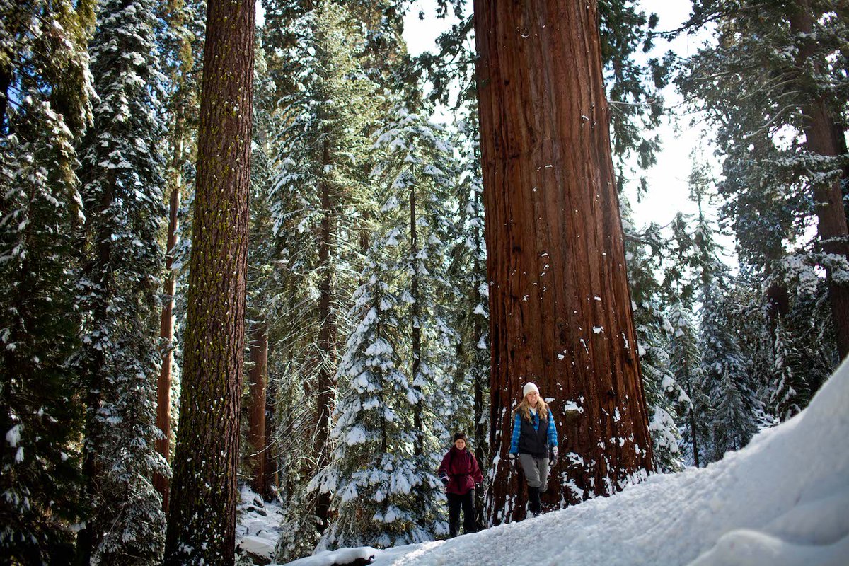 cahighsierra's tweet photo. Don't cross our beautiful Giants 🌲 🌳 off your adventure list just because it's winter. Even in winter you can walk in awe amongst the giant sequoias along the Big Trees Trail or Congress Trail in #SequoiaNP.
❄️ 🥾 Hiking Isn't Just For Summer https://t.co/OG2w8XWgeT https://t.co/X151tOJ4BD
