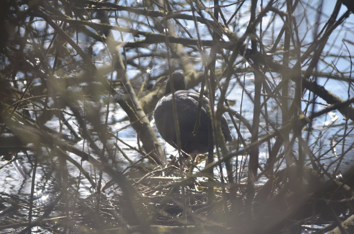 SwanwatchUk's tweet photo. #Spring in #Staffordshire #Cootstudy 27 rings logged
9 #Coot Nests recorded today at Westport Lake Longport 6 of those nests had colour rings on there legs
Happy days !
Also found a Moorhen Nest , mute Swan Nest with 3 eggs laid so far & Canda goose looking for a nest site https://t.co/7oCHXOnFK2
