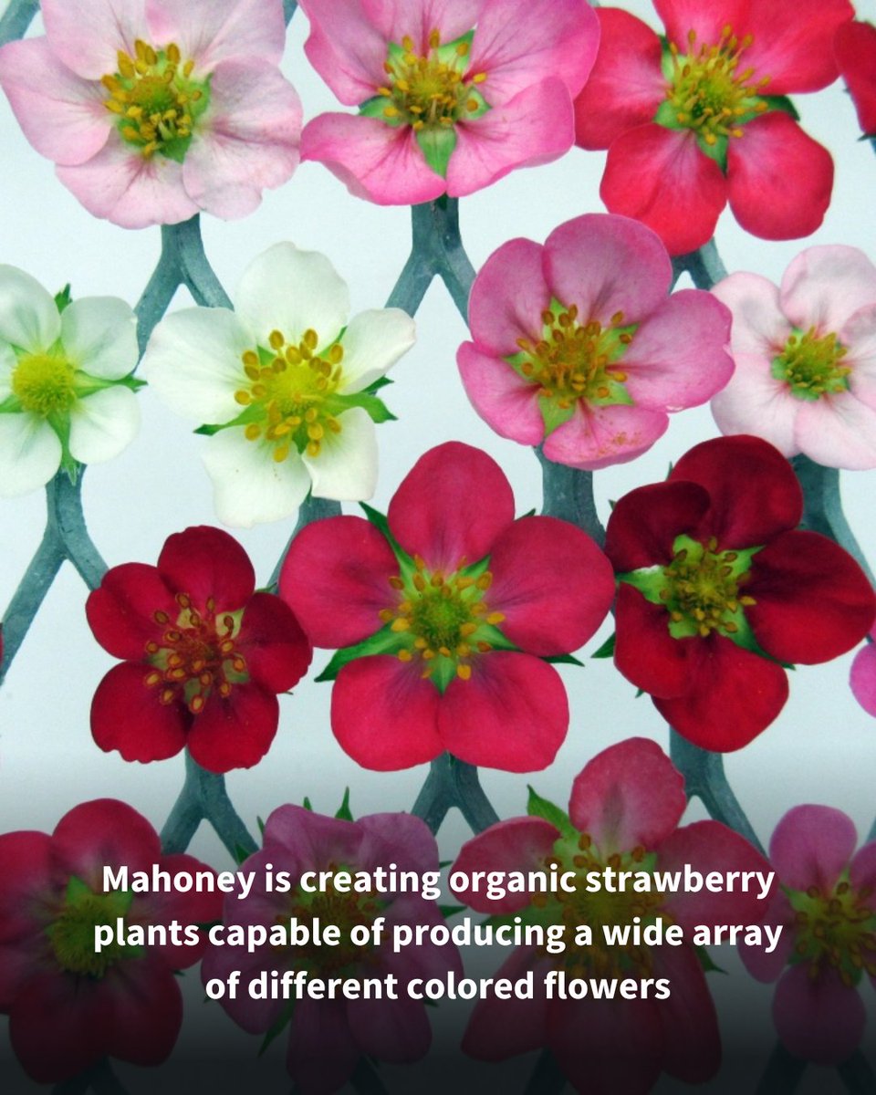 UNH Ag Research tweet media