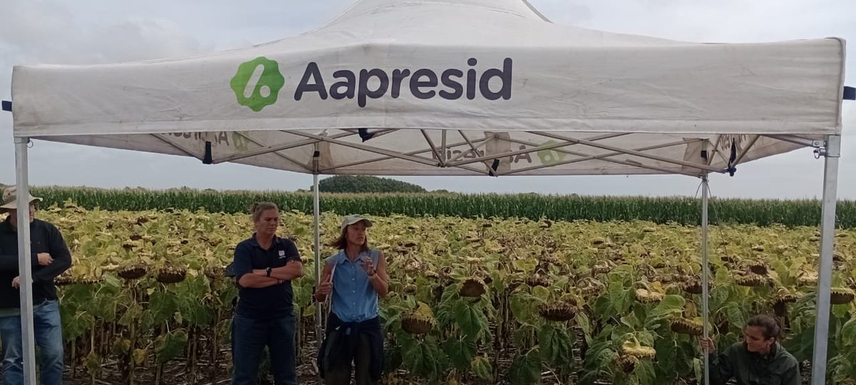 Reunión Regional Tandilia Aapresid. Red de Girasol Aapresid. Perfil sanitario de los híbridos, a cargo de Carolina Troglia y Marina Montoya.