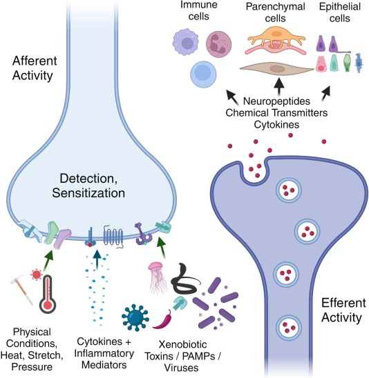 Sensory neurons are both afferent and efferent and respond to many physical, inflammatory, and microbial stimuli. They also shape the scope and intensity of inflammation by acting on immune cells, stroma, epithelia, and even cancer.