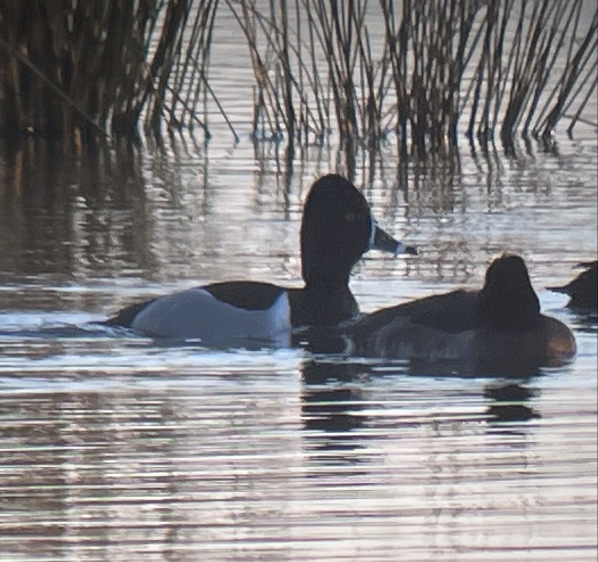 Drake Ring necked Duck with Tufted’s this afternoon at Longdon from viewing screen #WorcsBirds ⁦<a href="/WorcsWT/">Worcs Wildlife Trust</a>⁩ ⁦<a href="/Worcs_bird/">Worcestershire Bird Records</a>⁩ ⁦@WorcsBirding⁩