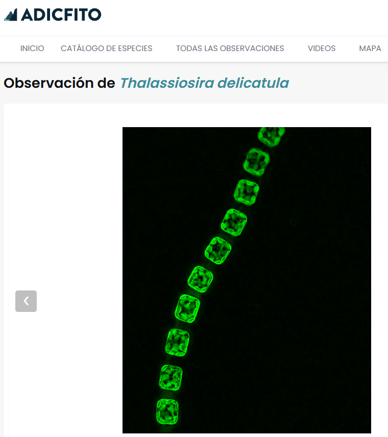 plancton_andino's tweet photo. Hola, imágenes de Thalassiosira delicatula del mar interior del sur de Chile, subidas a plataforma web #ADICFito #mar #aquaculture #fjords #AQUA #FANINDEX #HAB #digitalcell #imageJ #CELL #PSMB #diatom #POAS
https://t.co/d7GzIz0iQi https://t.co/KfphlxfCdx