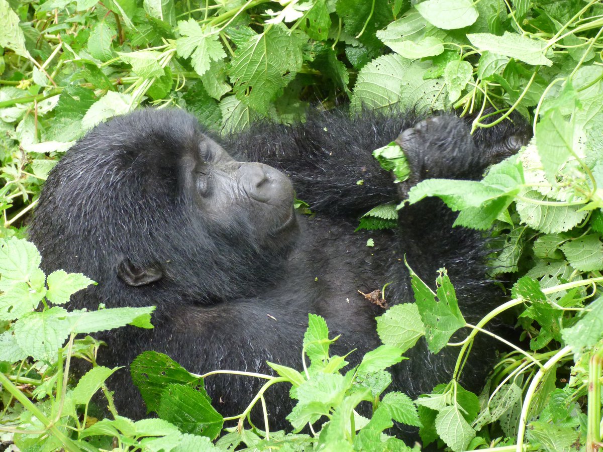 🌍 Curious about Uganda's cultural and natural wonders? Join our 6 Days Uganda Gorilla Trek &amp; Batwa Experience Flying Safari! Contact: info@example.com / +256 123 456 789. More info: trekgorillasafaris.com/uganda-gorilla… #culture #RHOP #voyage #community #NFFC #zelena #tourism #Explore #Travel