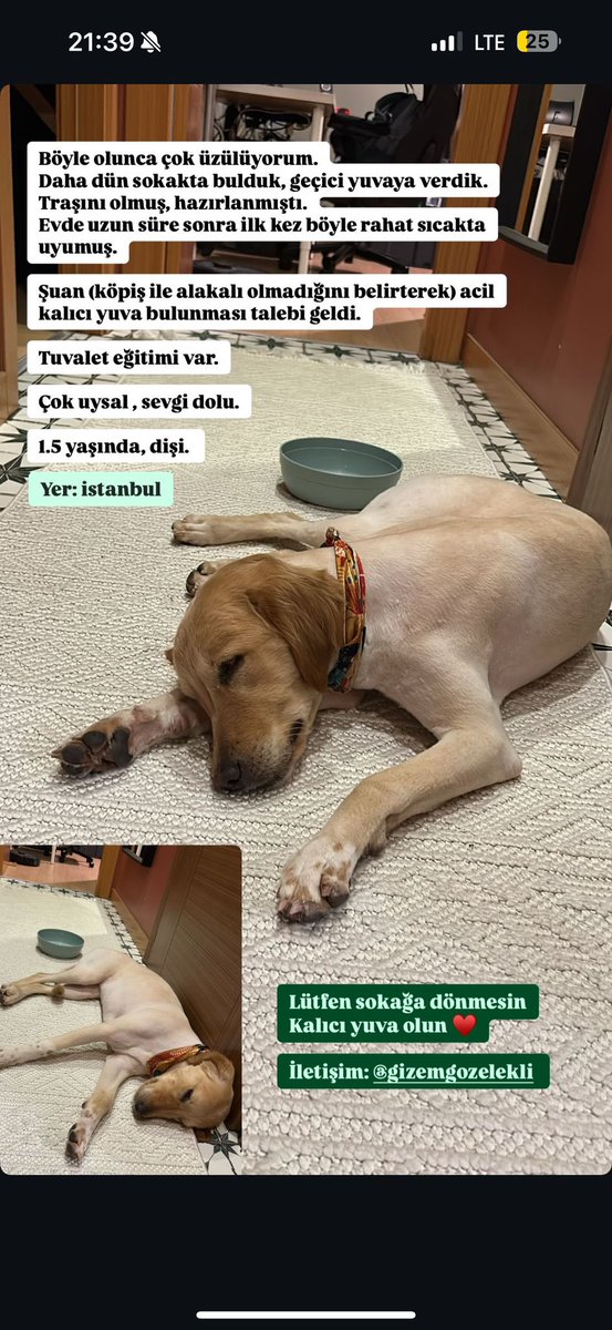 gizzikoo's tweet photo. @ceylan_peace  belki bu güzel kıza senin aracılığınla kalıcı bir yuva buluruz🤍 https://t.co/xrRQ4i6XwA