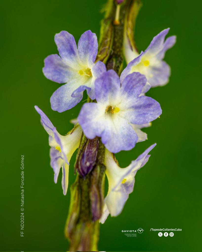 😘"Belleza en cada pétalo"🌺
 
👉Flora en los ojos de Natasha Forcade Gómez 
 📸 Naturaleza Digital 2024
.
.
.
#TopesDeCollantes #DestinosGaviota #GaviotaTurismo #Naturaleza #Viajes #Trip #Fotografía #Trinidad #Vida #Adventure #Destino #Cuba