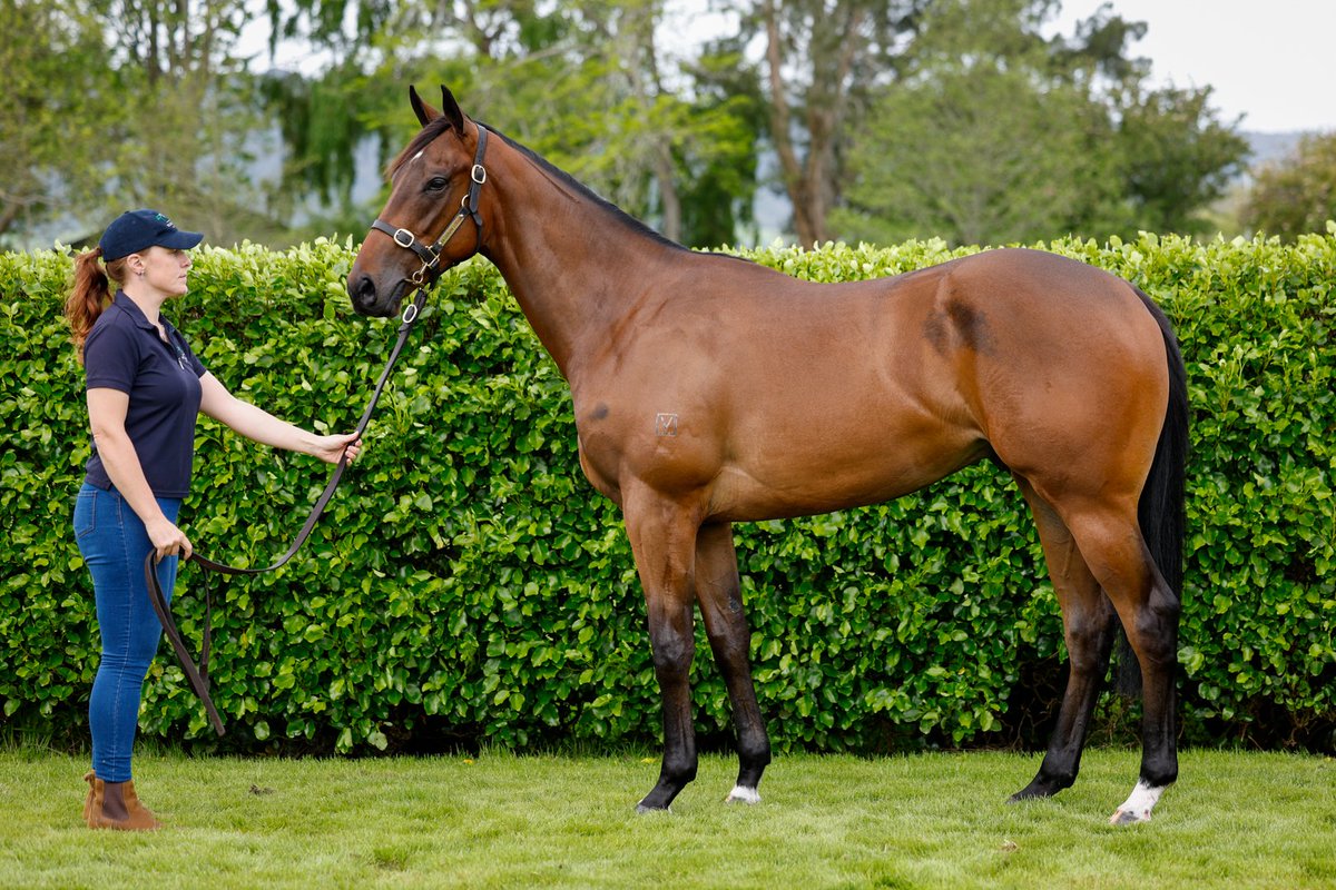 New Zealand Bloodstock (@karakachat) on Twitter photo Four exciting Karaka Kiwi's will line up in Saturdays Group One Australian Guineas (1600m)🏇🏿🏆
🐴#SavourtheDream (NZ) (Super Seth) – A $180,000 Karaka 2023 purchase by John White Bloodstock from Milan Park’s draft.
🐴#Savaglee (NZ) (Savabeel) – Knocked down to <a href="/OaksStud/">The Oaks Stud</a> for Four exciting Karaka Kiwi's will line up in Saturdays Group One Australian Guineas (1600m)🏇🏿🏆
🐴#SavourtheDream (NZ) (Super Seth) – A $180,000 Karaka 2023 purchase by John White Bloodstock from Milan Park’s draft.
🐴#Savaglee (NZ) (Savabeel) – Knocked down to <a href="/OaksStud/">The Oaks Stud</a> for