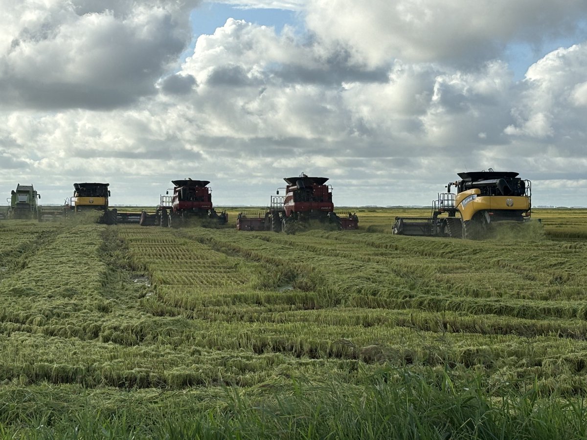 Continúa la cosecha