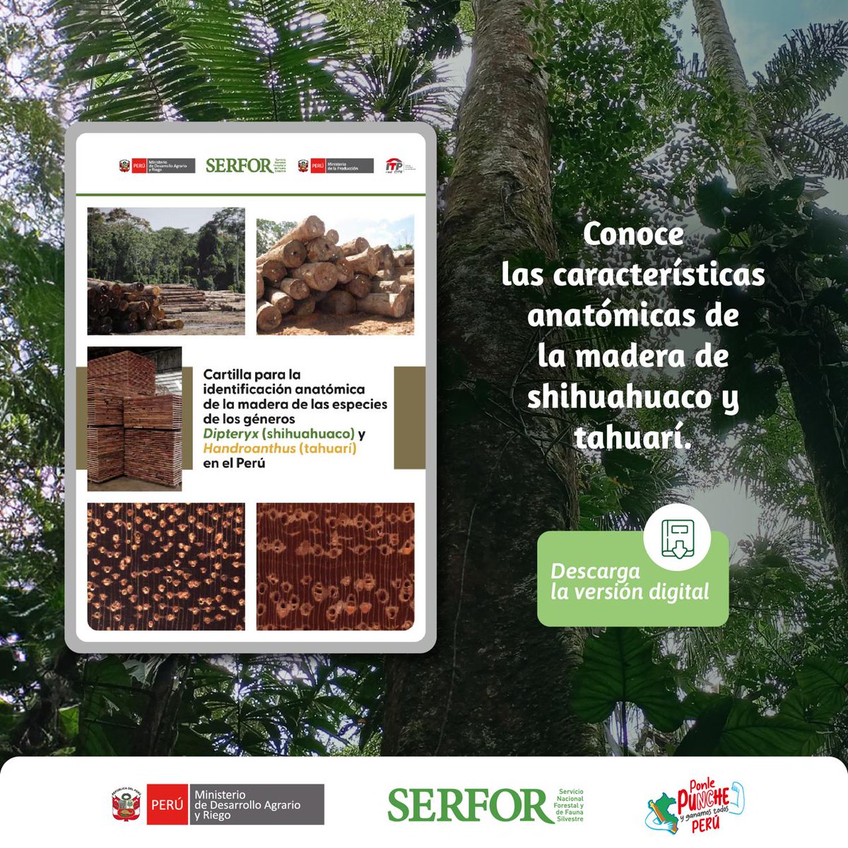 SerforPeru's tweet photo. 📣🪵 ¡Nueva cartilla para la identificación de la madera de shihuahuaco y tahuarí en el Perú!
Esta herramienta te ayudará a reconocer a estas especies, a partir de las características organolépticas y macroscópicas de su madera.

📗 Descarga el documento: https://t.co/dzmblrggu1 https://t.co/1c16LUi71m
