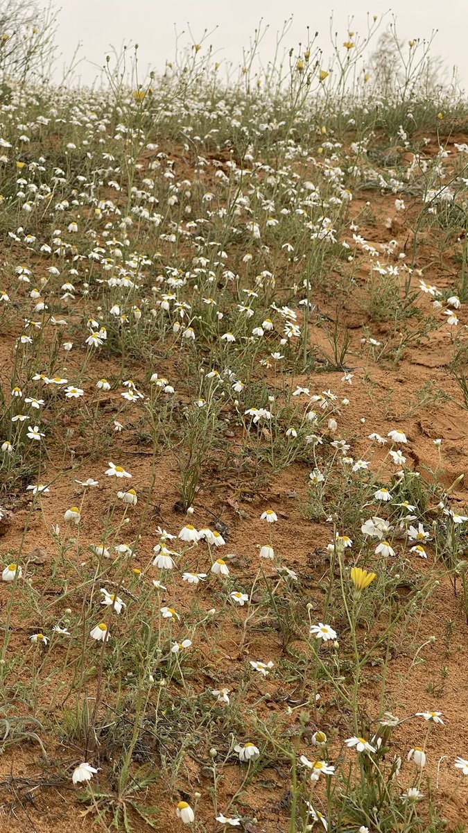 ربيع نفود الغظا #عنيزة 
اليوم الخميس 
٢٨-٨-١٤٤٦ الموافق ٢٧-٢-٢٠٢٥ 
ولله الحمد عسى الله يتبع له بالمطر 

<a href="/brgaldbdbh/">برق الدبدبه</a> 
<a href="/aborashed16/">كاشيرو</a> 
<a href="/o0BRG0o/">برق الجهمه</a> 
<a href="/aboabdullah2121/">ابوعبدالله الفيصل 70</a>