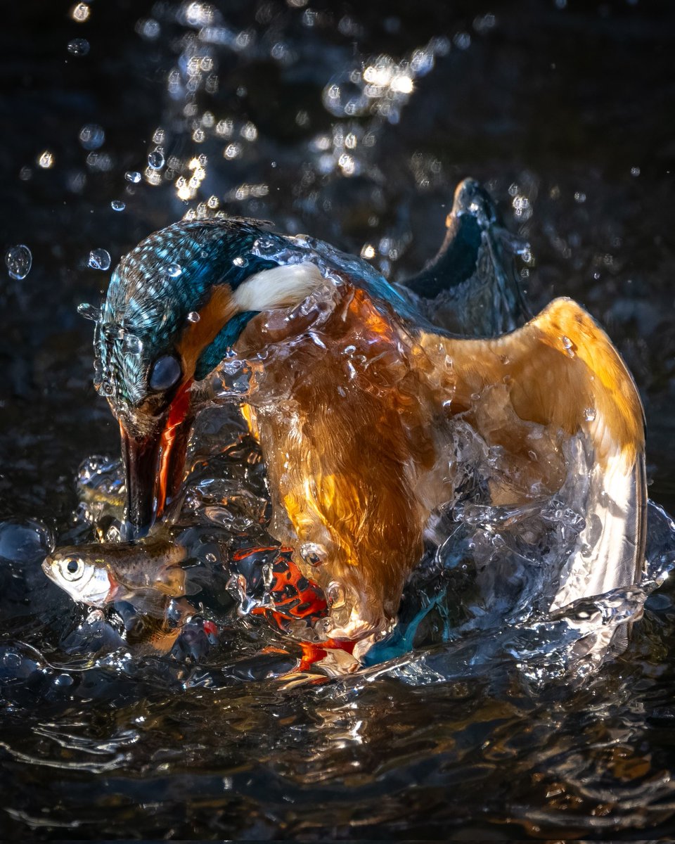 hako_rock2's tweet image. カワセミの離水がめっちゃ綺麗に撮れました!
#カワセミ #Kingfisher
#野鳥 #Z9 #Nikon