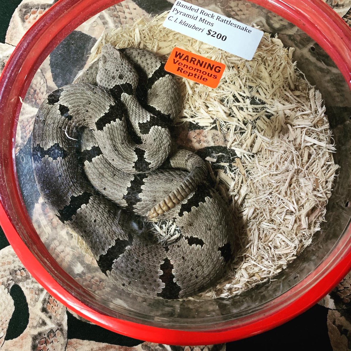 Elizabeth F. Pienaar, PhD (@labpienaar) on Twitter photo New paper in NeoBiota on researchers' perspectives related to the exotic pet trade doi.org/10.3897/neobio… New paper in NeoBiota on researchers' perspectives related to the exotic pet trade doi.org/10.3897/neobio…