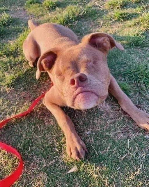 DogLovers03's tweet photo. I know i’m not cute but no one says hello to me 😞 ! https://t.co/1YZzcvGCib