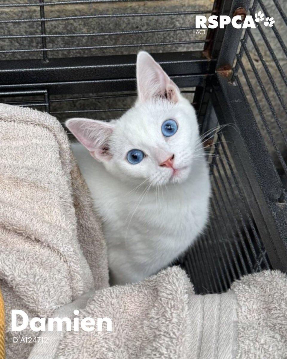 RSPCA ACT tweet media
