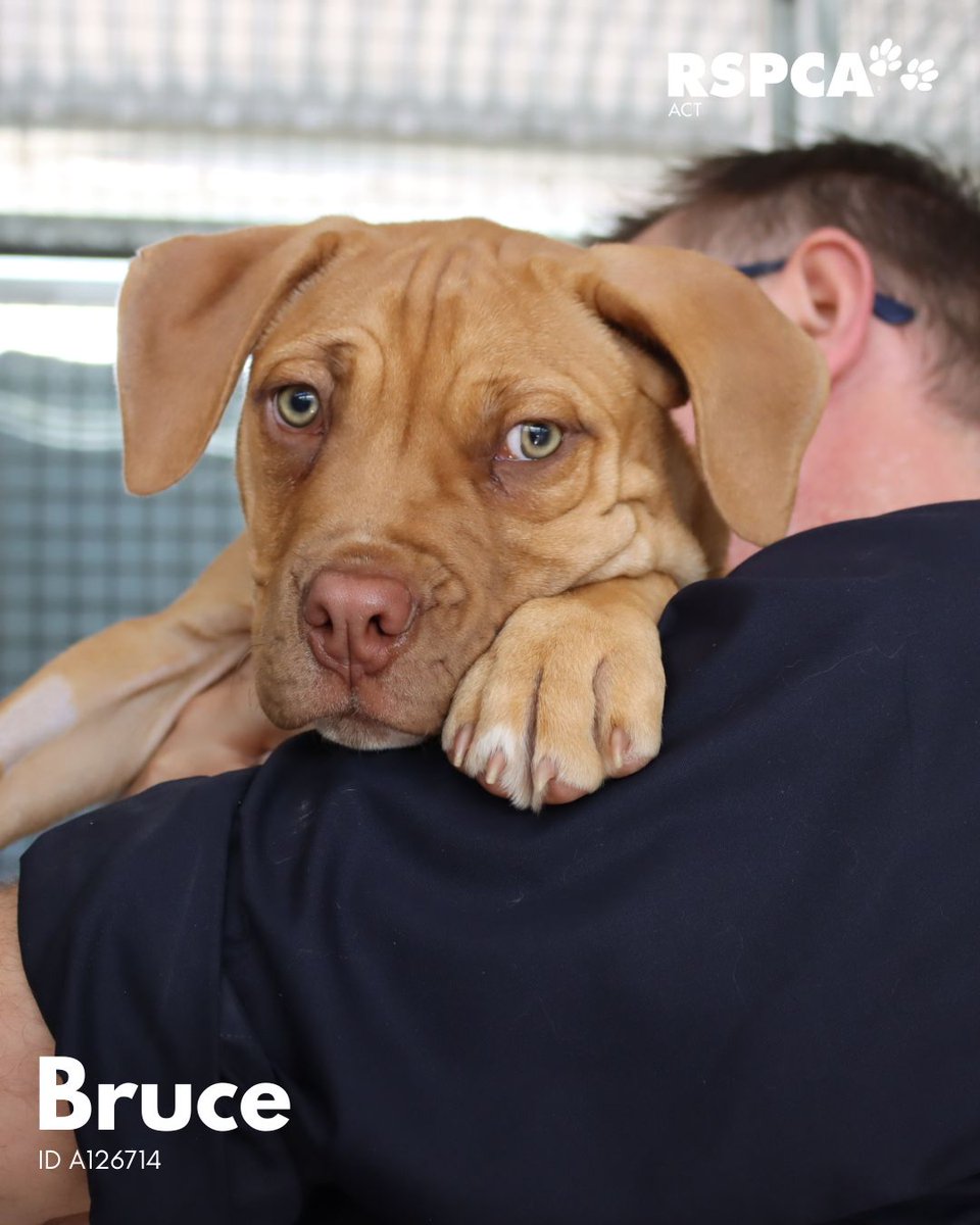 RSPCA ACT tweet media