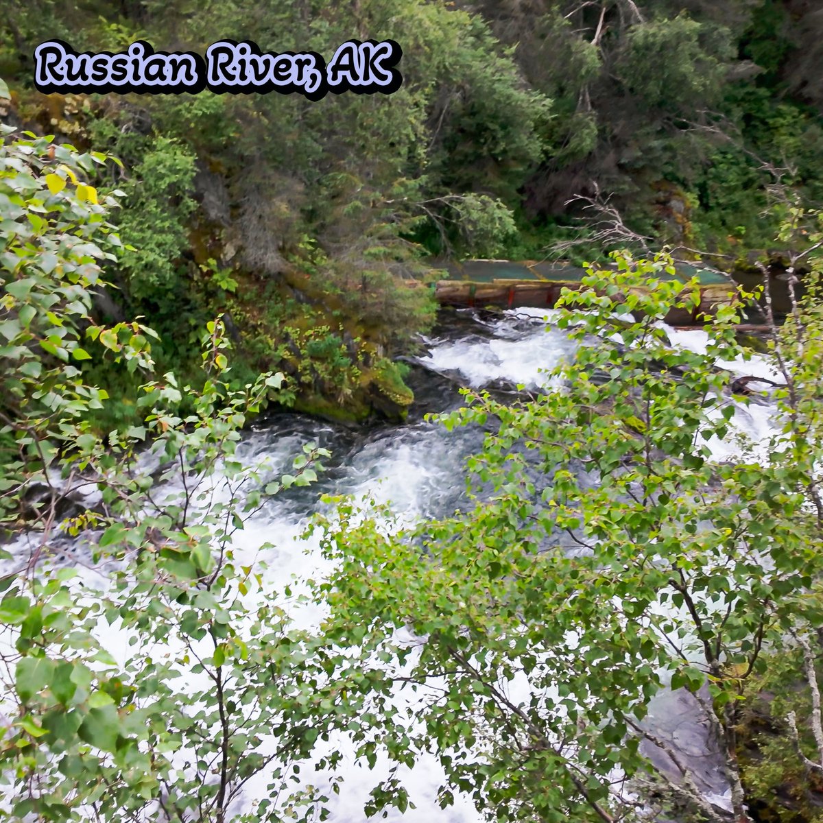 From Homer to the legendary Russian River Campground! 🏞️🐟 Join us this weekend for Part 11 of our Epic Alaska adventure! We're taking you on a stunning scenic drive, and an unforgettable hike to see salmon leaping at the falls.

📺
youtube.com/@bobanddangsjo…