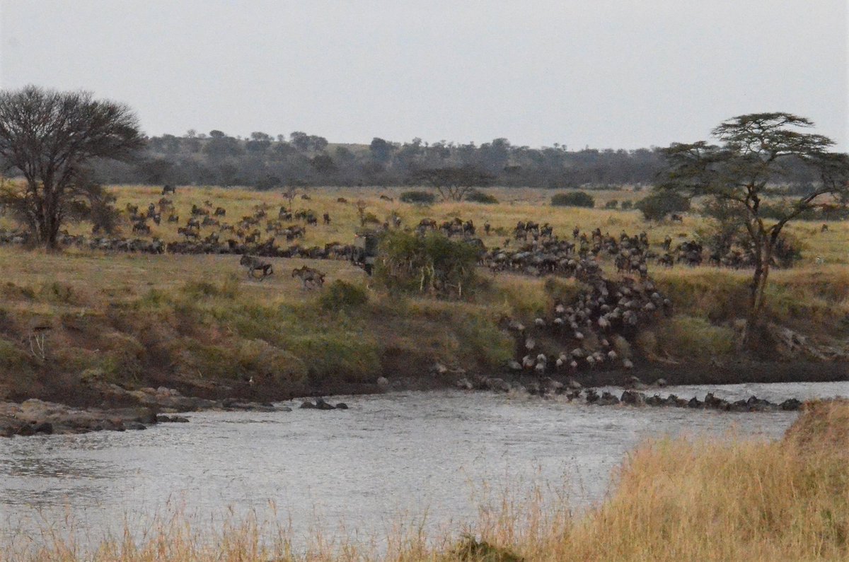 VerySouthWest's tweet photo. @DailyPicTheme2 The annual migration of Wildebeasts in Tanzania is a natural wonder.  The Mara river is #jampacked with their crossing, as they dodge the crocs. https://t.co/TPKCwjeqSy