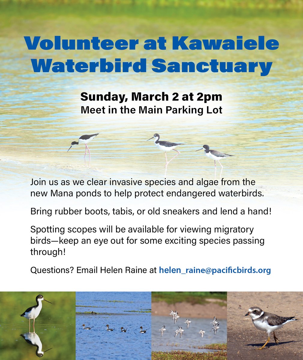 Volunteer opportunity! This Sunday, March 2nd, join our Hawai'i Conservation Coordinator, Helen Raine, at Kawaiʻele State Waterbird Sanctuary on Kauaʻi to help improve the wetlands for endangered waterbirds.
