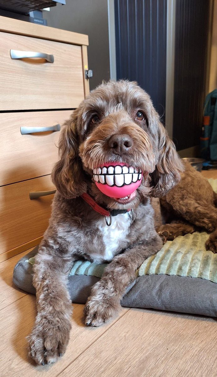 I’ve recently concluded that my lovely lady dog if she could, probably speaks like Robin from #BBCGhosts, so now I talk to her in his voice and imagine she is replying in a similar way. I might have lived alone for too long, or I might be correct, no one will ever really know.