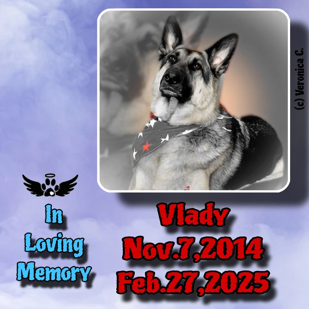 Veronica (PR Manager) For #CreaturesOfClay (@roverdov123) on Twitter photo Vlady, You Will Be Deeply Missed.
In Memory of Vlady, February 27, 2025 Vlady, You Will Be Deeply Missed.
In Memory of Vlady, February 27, 2025