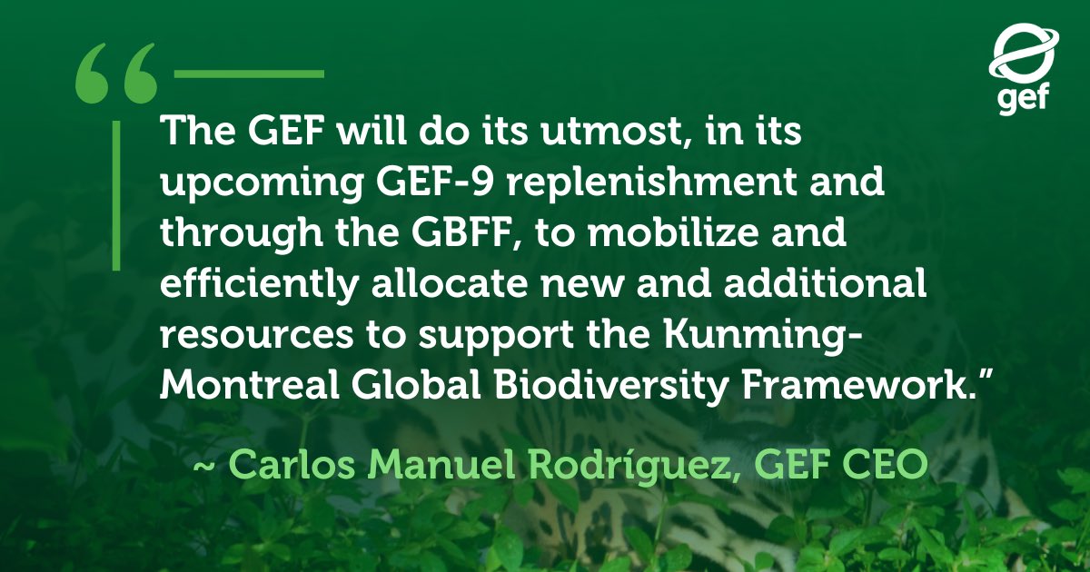 Global Environment Facility (GEF) (@thegef) on Twitter photo In Rome today, governments agreed on the way forward to mobilise the resources needed to protect #biodiversity for people and planet.
Read the statement by <a href="/cmrodrigueze/">Carlos Manuel Rodriguez</a>, GEF CEO, on the adopted strategy and the role of <a href="/theGEF/">Global Environment Facility (GEF)</a>.
thegef.org/newsroom/news/…
#COP16Resumed #GBFF In Rome today, governments agreed on the way forward to mobilise the resources needed to protect #biodiversity for people and planet.
Read the statement by <a href="/cmrodrigueze/">Carlos Manuel Rodriguez</a>, GEF CEO, on the adopted strategy and the role of <a href="/theGEF/">Global Environment Facility (GEF)</a>.
thegef.org/newsroom/news/…
#COP16Resumed #GBFF