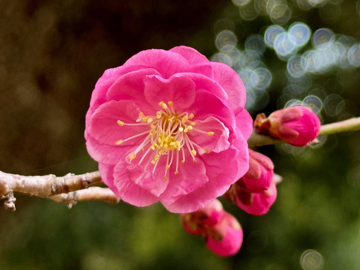 【かわら版最新号のお知らせ】
最新号167号では、「春めく日差しの中で」と題し、今が見ごろの園内梅林の #梅 のお話しを中心に、#小石川後楽園 の早春を彩る花々の香りをご紹介。
バックナンバーもあわせてご覧いただけます。
tokyo-park.or.jp/park/koishikaw…
#ウメ ＃庭園