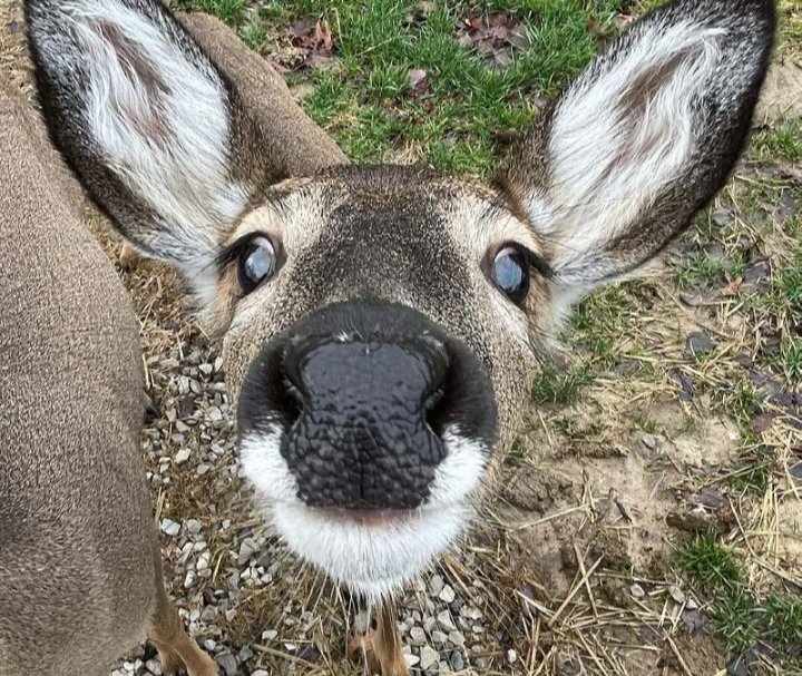 RetroTheDeer's tweet image. 🦌pinned🦌
Hiii, I'm Retro! :3
He/him🤗
Am 21 🍸
Just your average dumb deer
Deer army go 🦌🦌🦌🦌🦌🦌🦌
Let's go frolick together on the 405 freeway? 🥺
Singular braincell 1️⃣
I do photography 📸
I raise monarch butterflies and love to garden!!
Bleat 🗣‼️