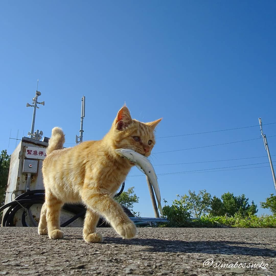 요즘은 젤피티 풀고 정답 근거 일본어로 쓰는 연습、、
한자 다 까먹엇어!!!!!! 개쉬운것도 쓰는 법이 생각 안 난다 우울
