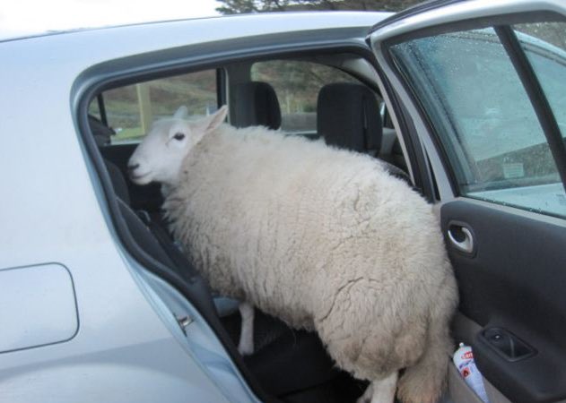 AgathaChocolats's tweet photo. In six words or fewer, write a story about this photo.
#sixwordstory #WritingCommmunity https://t.co/Wx6fvo1COb