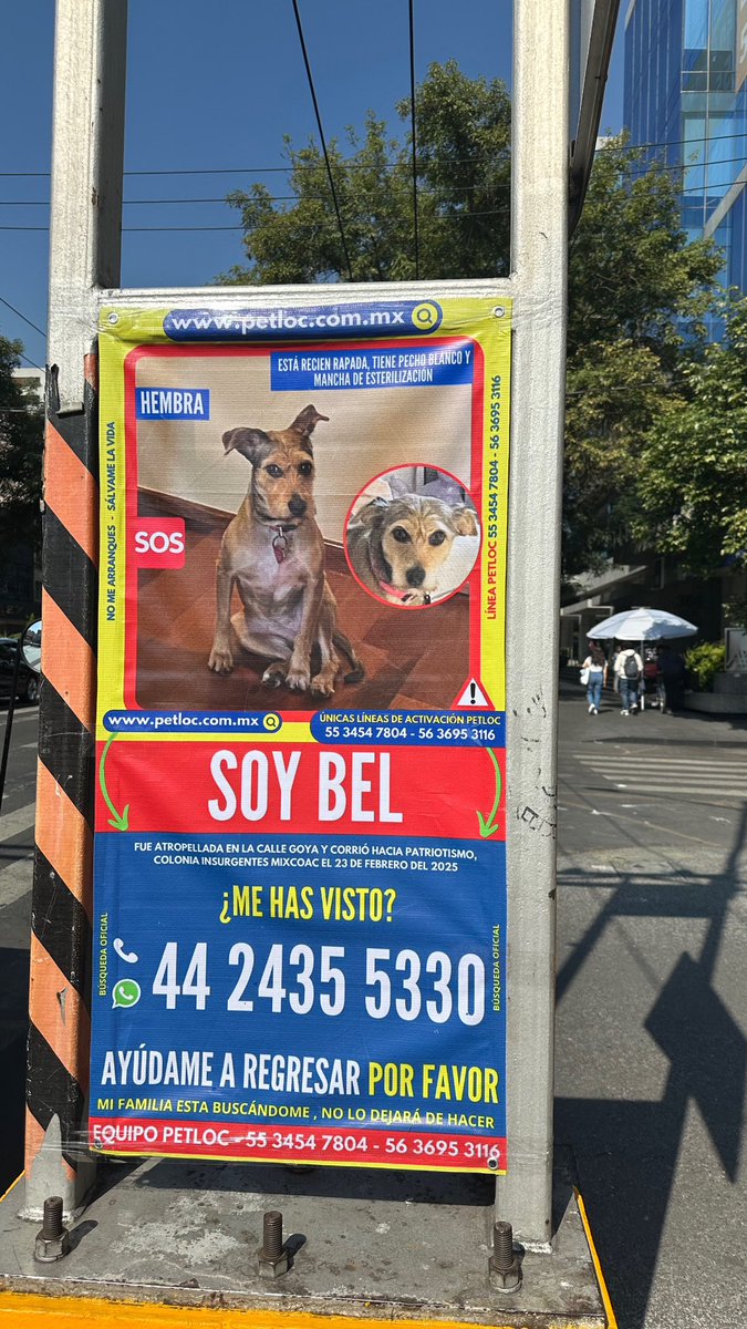 Ayudemos a esta perrita y a su familia humana. <a href="/VecinosOBJ/">VecinosOrganizadosBJ</a> <a href="/PrrosPerdidosMX/">PerrosPerdidosMx</a> <a href="/segoviasan/">Sandra Segovia. Todos Somos Animales sí también tú</a> <a href="/En_laDelValle/">En la Del Valle</a> <a href="/QuiqueTamayoMX/">QuiqueTAMAYO🌳</a> <a href="/Alcaldia_BJ/">Alcaldía de Benito Juárez</a>