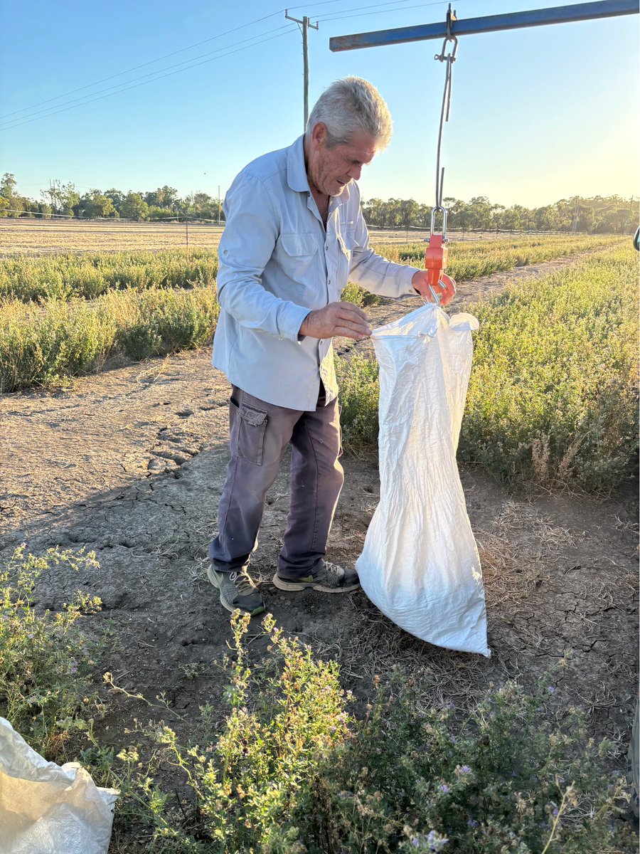Managing Lucerne in Low Rainfall Zones: Key Insights for Farmers 🌱

Are you wondering how to control the boom and bust responses of lucerne in low rainfall zones, especially with our increasingly variable climate? 🌦️

At Central West Farming Systems, our field team has been busy