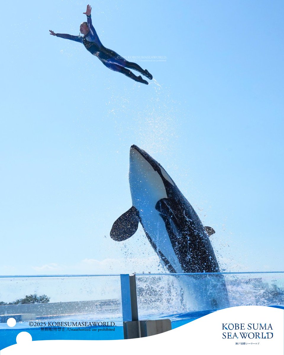Kobe_SumaSea's tweet photo. 須磨の青空にスカイロケット！

シャチとトレーナーとの息の合ったコンビネーションをご覧ください！

#シャチ #スカイロケット #パフォーマンス  #神戸須磨シーワールド https://t.co/NJMxyytT5n