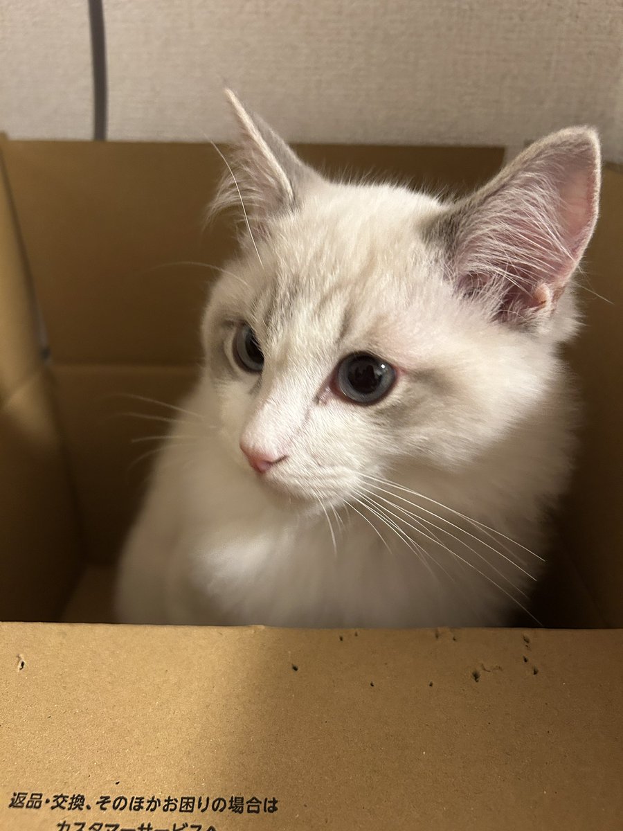 heroshinatan's tweet photo. 家族が増えました
とてもかわいいねこ https://t.co/hI0eHZwOIQ