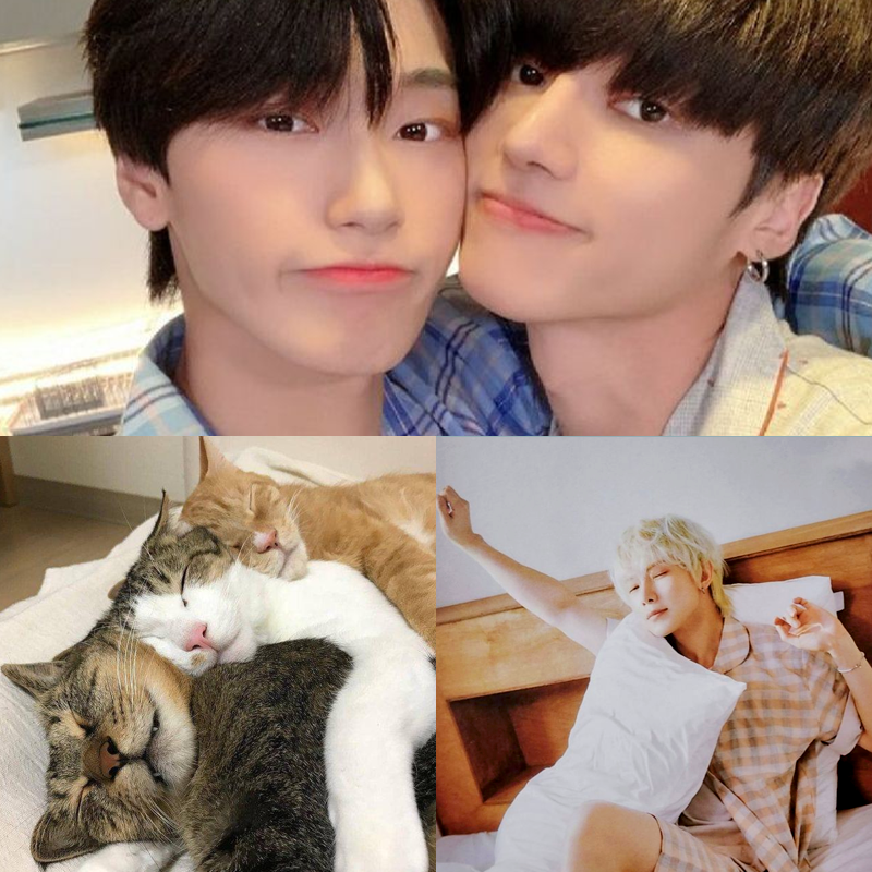🏡 domesticated and fluffy 

cat shifter au ft ragamuffin!wσσγσυng, panther!sαn, birman!γeσsαng

newly-established wσσsαnsαng moving in together and being soft and domestic and in love

☑ shapeshifters
☑ slice of life
☑ spn creatures