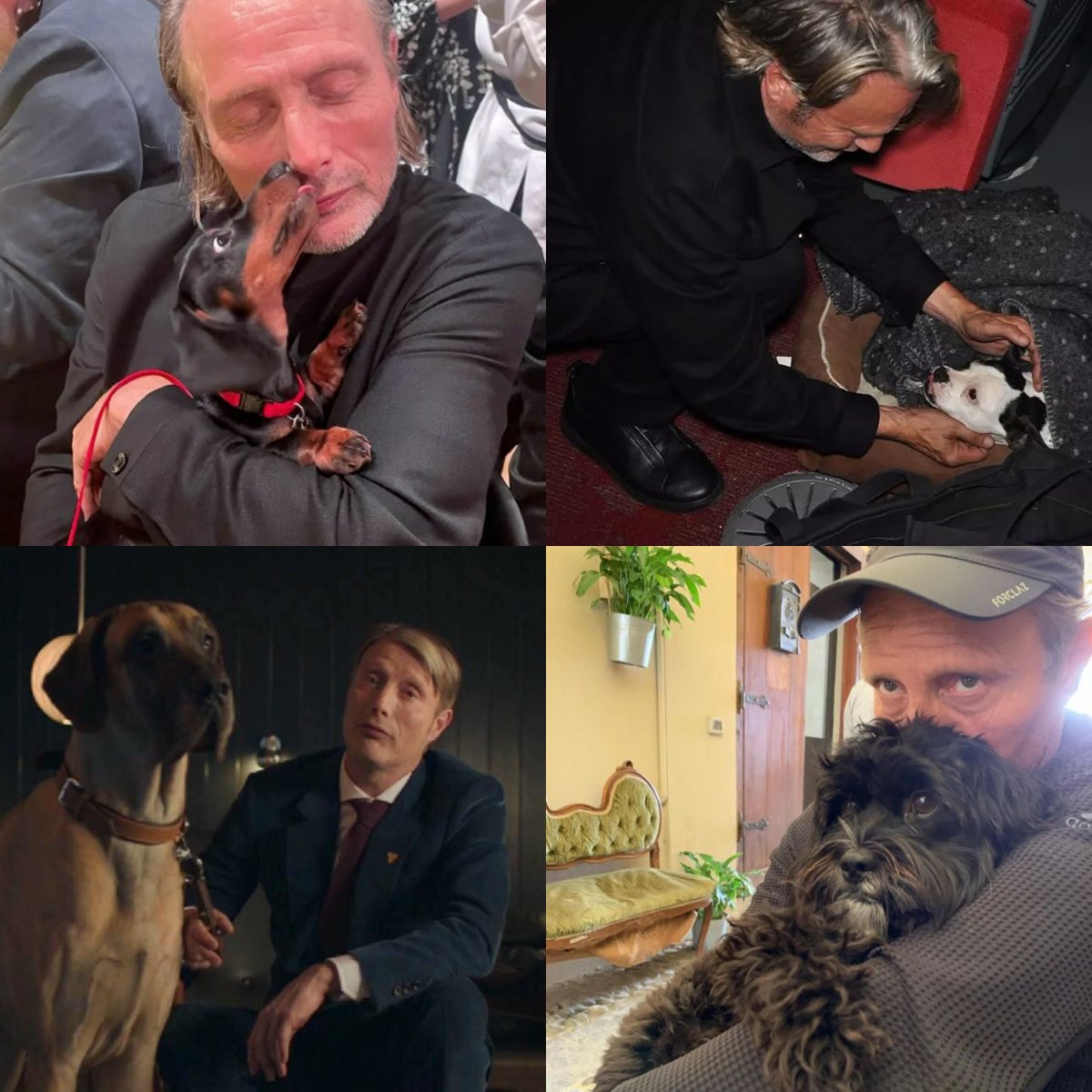 Mads with dogs 🥰