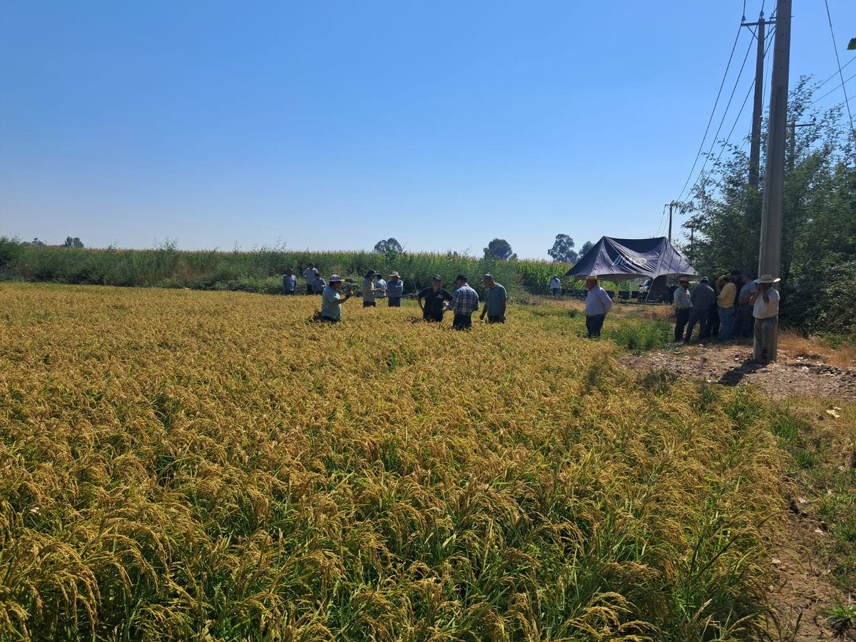 Karla Cordero Lara (@kcordero_lara) on Twitter photo Gracias a los agricultores que se atreven a innovar, el arroz climáticamente inteligente chileno se hace realidad 🙌🌾 terminando una serie de 4 jornadas de campo en dónde vemos que un arroz sin inundación es posible 💪 <a href="/iniachile/">INIA Chile</a> <a href="/IICAChile/">IICAChile</a> <a href="/arrozFLAR/">FLAR🌾🍚</a> <a href="/FontagroLAC/">FONTAGRO</a> <a href="/MethaneHub/">Methane Hub</a> 🎉 Gracias a los agricultores que se atreven a innovar, el arroz climáticamente inteligente chileno se hace realidad 🙌🌾 terminando una serie de 4 jornadas de campo en dónde vemos que un arroz sin inundación es posible 💪 <a href="/iniachile/">INIA Chile</a> <a href="/IICAChile/">IICAChile</a> <a href="/arrozFLAR/">FLAR🌾🍚</a> <a href="/FontagroLAC/">FONTAGRO</a> <a href="/MethaneHub/">Methane Hub</a> 🎉