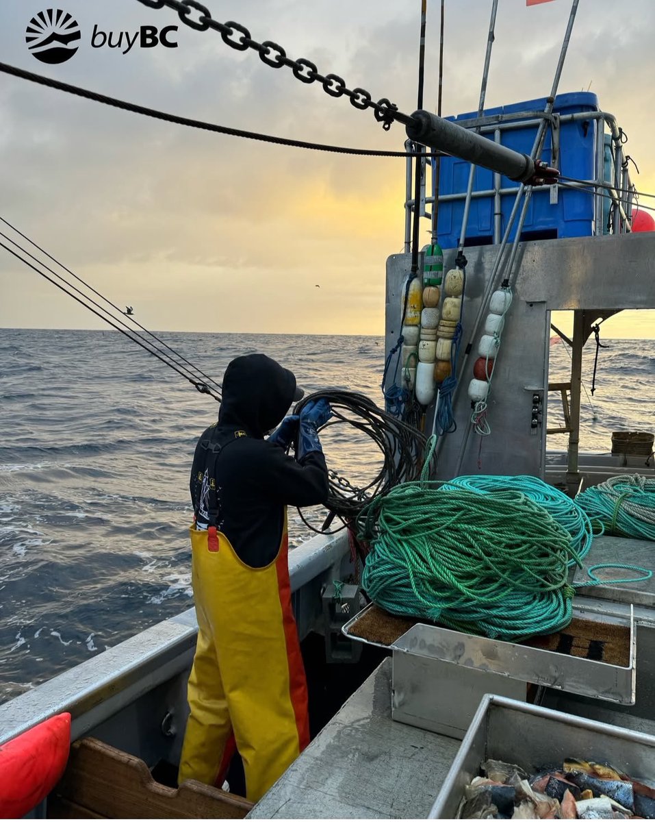 Are you curious about our 2025 commercial season for wild Pacific halibut?! #buybc