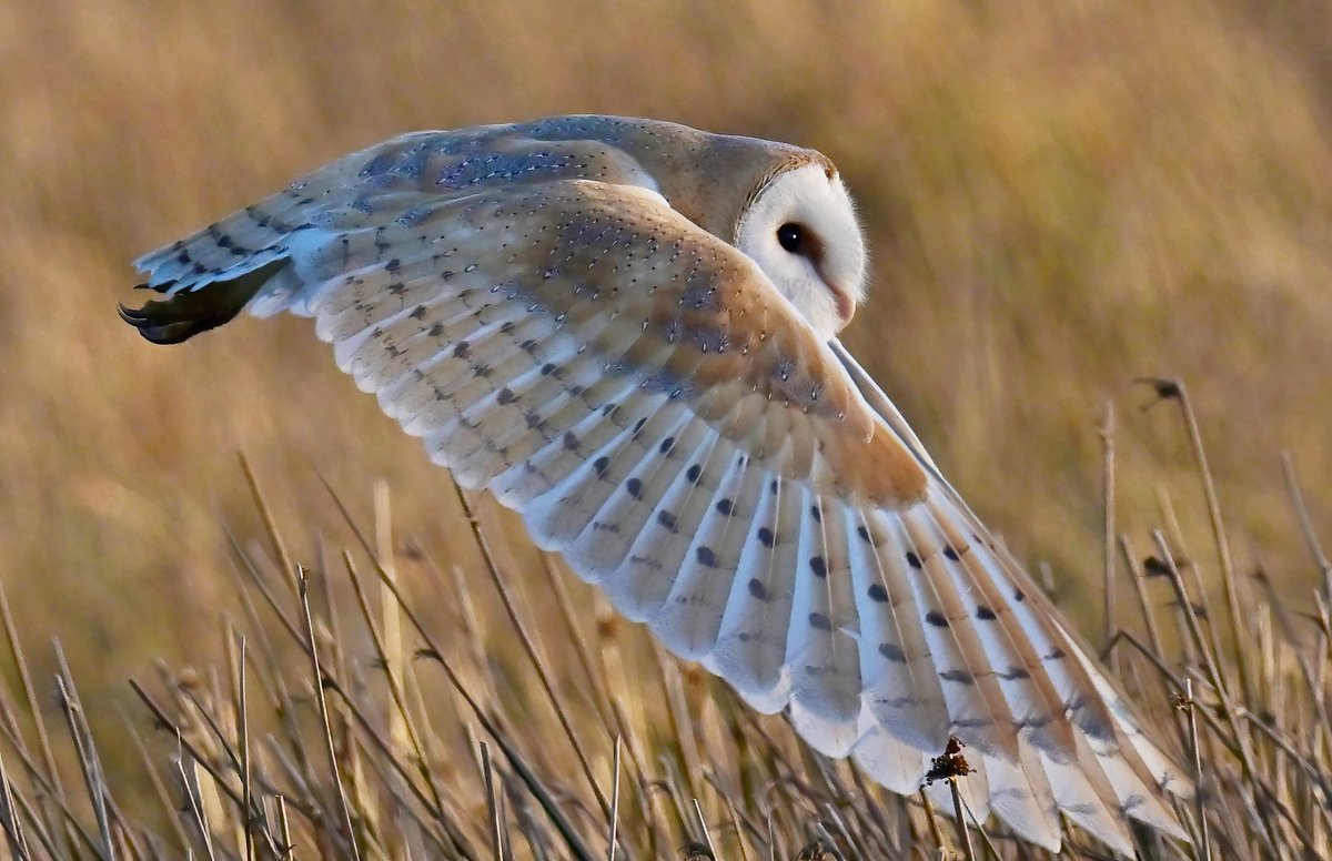 Last night I took one of my favourite ever Barn Owl photos! 😀😍
 Do you like it? 🦉