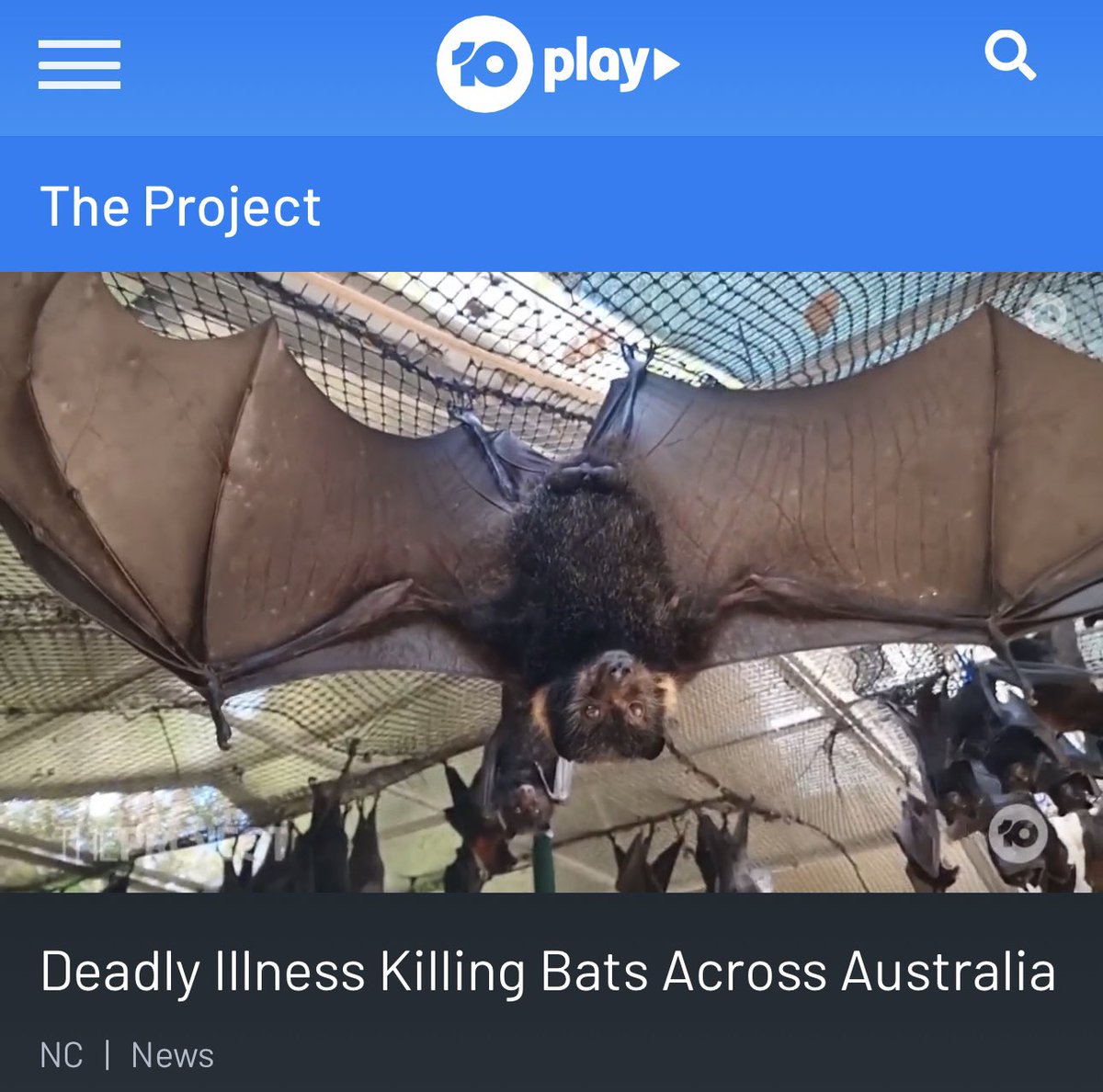 🦇 Flying Fox Paralysis Syndrome (FFPS) has devastated Queensland’s flying foxes. Huge thanks to the vets, researchers, rescuers, and carers working tirelessly to save lives. Your dedication and compassion make all the difference.

Watch the report here:
10play.com.au/theproject/new…?