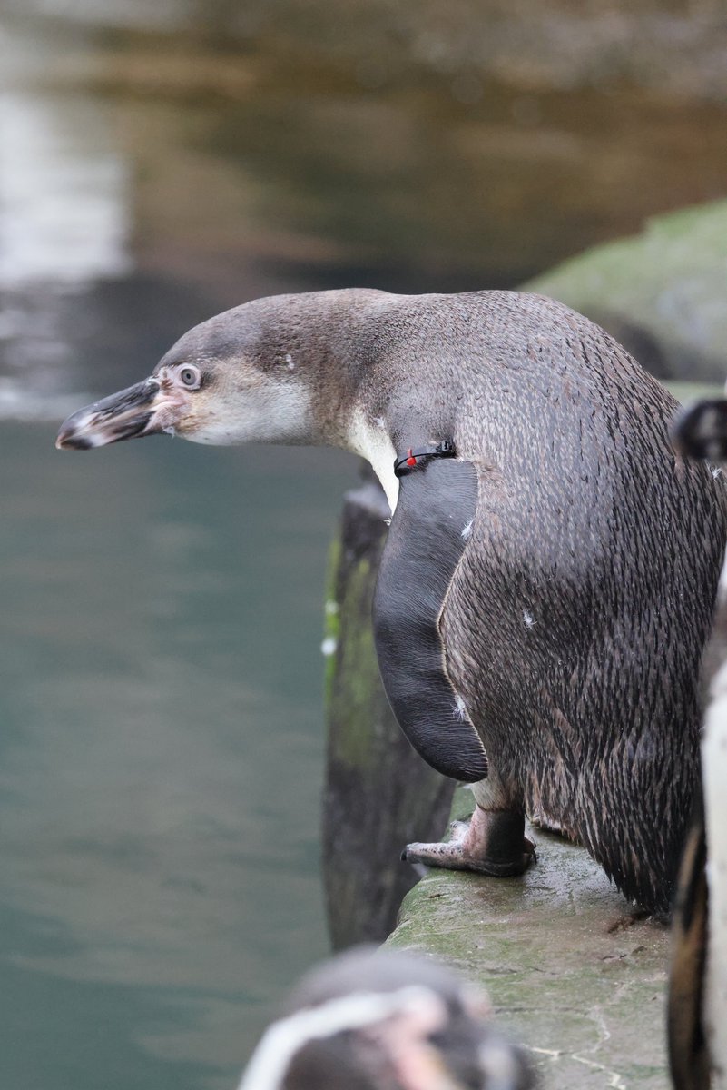 cranky1456's tweet photo. We have a Short-clawed Otter, Meerkat, Humboldt Penguin & African Pygmy Goat, all captured @PeakWP on the 09/02/25.
#wildlifephotography #naturetherapy #naturephotography #wildlife #photography #mammals #Otters #PygmyGoats #Penguins #Meerkats #wildlife #zoolife https://t.co/S5cwz83c4H
